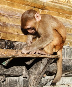 Kathmandu: Rhesus Macaque