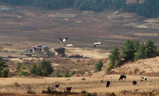 Gangtey: Black-Necked Cranes